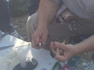 Bird Tagging at Lake Yeroham Park