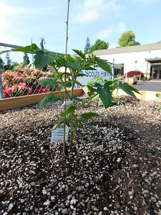 Zoar Garden Beds