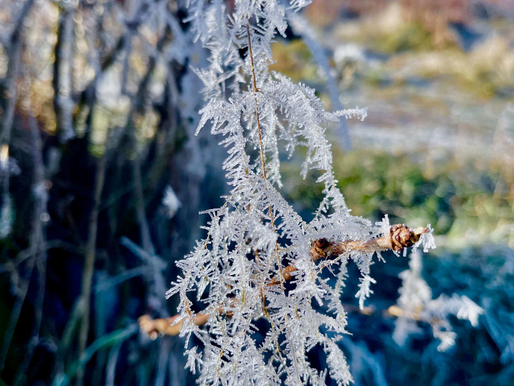 rijp op een grasspriet