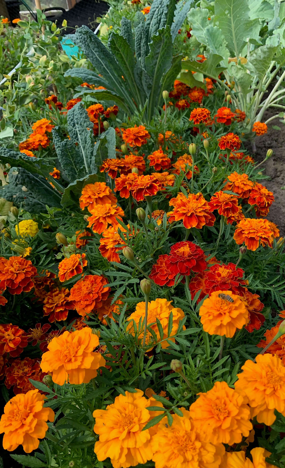 Foto: Palmkool tussen bloemen - Terug naar de Basis