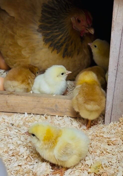 Kip met kuikens in nest vol houtsnippers. Kuikens zijn geel en wit. Moederhen kijkt beschermend; warme, rustige sfeer.