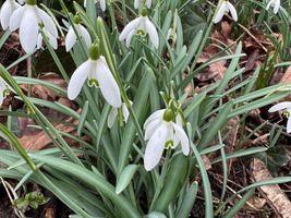 een bosje dunne groene blaadjes met witte sneeuwklokjes in de tuin
