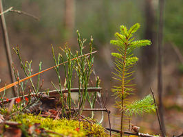een jong dennenboompje in het bos tussen mos, blad en takjes, daarmee maak je hoest siroop