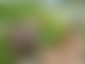 klompen die in de bloeiende tuin hangen