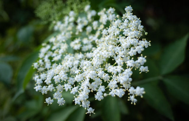 vlierbloesem voor vlierbloesemthee