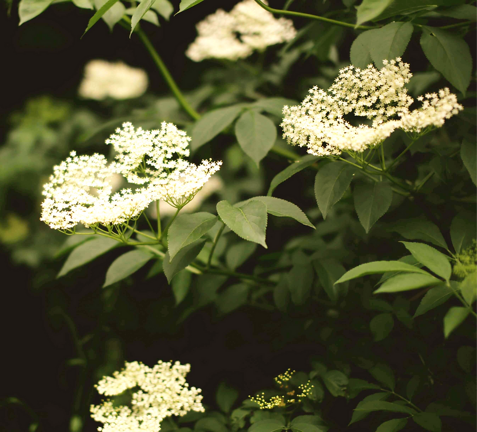 Witte vlierbloemen tegen een achtergrond van donkergroene bladeren. De bloemen zijn delicaat en verspreiden een rustige, natuurlijke sfeer.