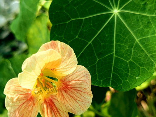 Close-up van een lichtgeel-oranje bloem tussen grote groene bladeren in van de Oost-Indische kers.