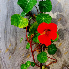 Oost-Indische kers met rode bloem en groene bladeren van een klimmende plant tegen verweerd houten planken, met rustige natuurlijke sfeer