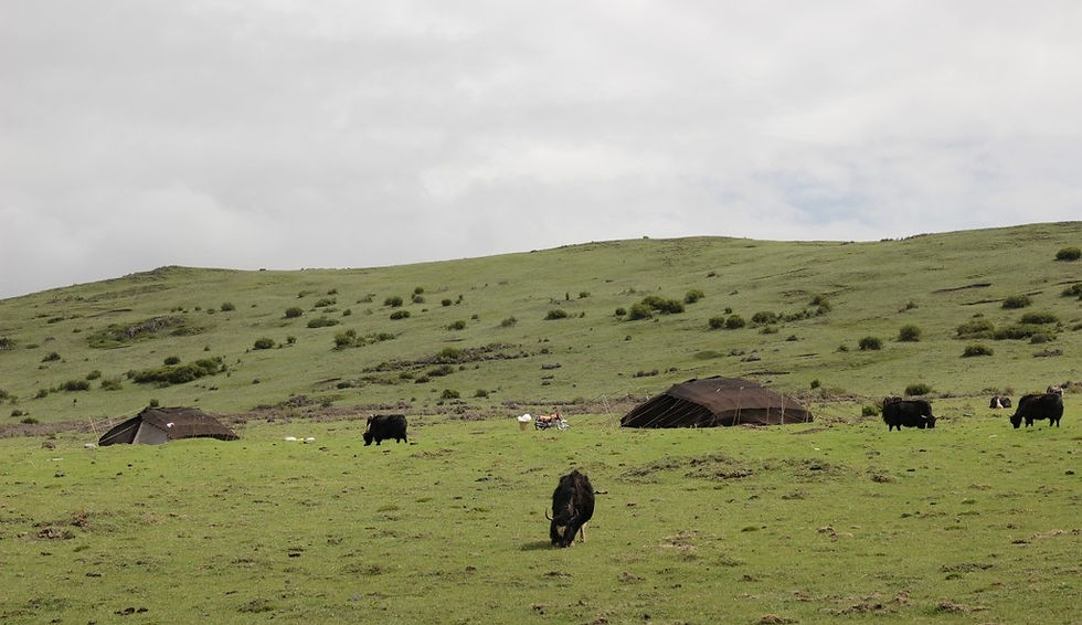 Тибетские юрты и яки