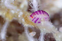 Halmahera Indonesia