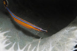 Halmahera Indonesia
