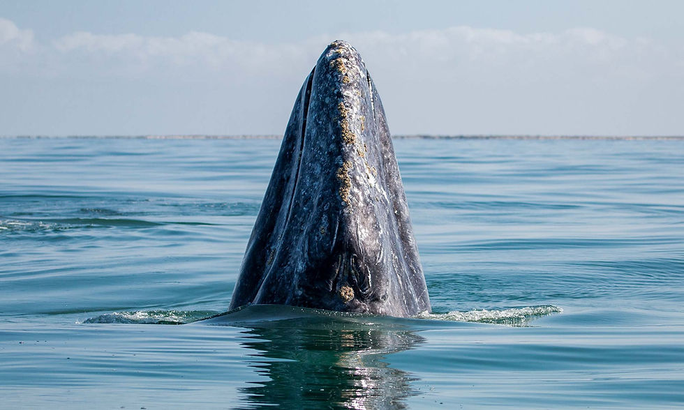 San-Ignacio-Gray-Whale-LRG.1920.jpeg