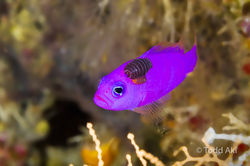 Halmahera Indonesia