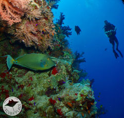 Sharm el Sheikh