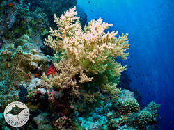 Sharm el Sheikh