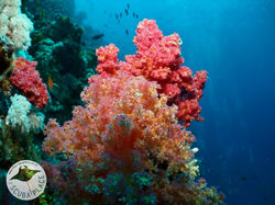 Sharm el Sheikh