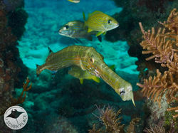 Key Largo