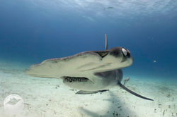 Bimini 2019