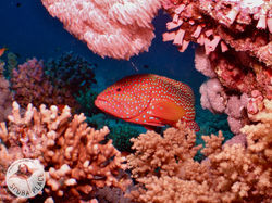Sharm el Sheikh