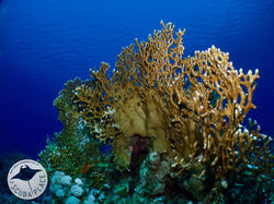 Sharm el Sheikh