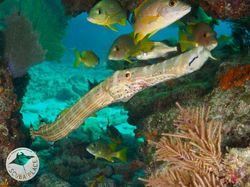 Key Largo