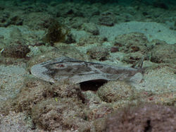 Grenada - torpedo eel