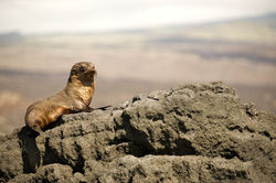 Galapagos Islands