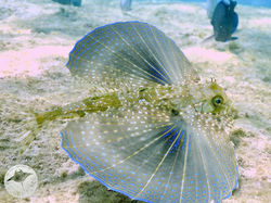 Bonaire
