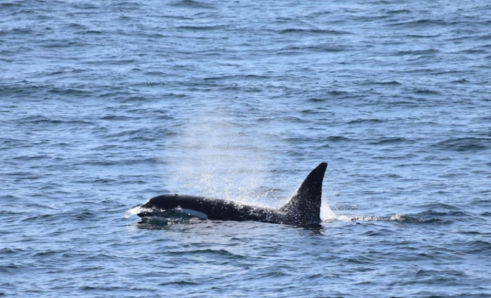 Magdalena Bay
