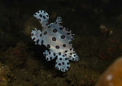 Halmahera Indonesia