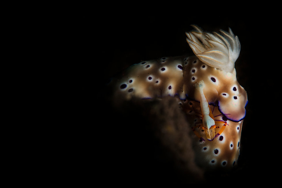 Nudi and shrimp 50p 72px.jpeg