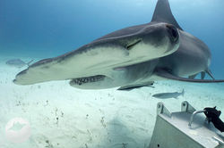 Bimini 2019