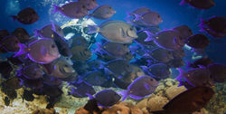 Bonaire