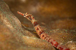 Halmahera Indonesia