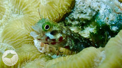 CARIBBEAN : Bonaire