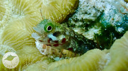 CARIBBEAN : Bonaire
