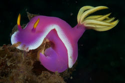 Pink Nudibranch
