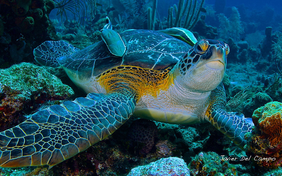Bonaire-new-09.jpeg