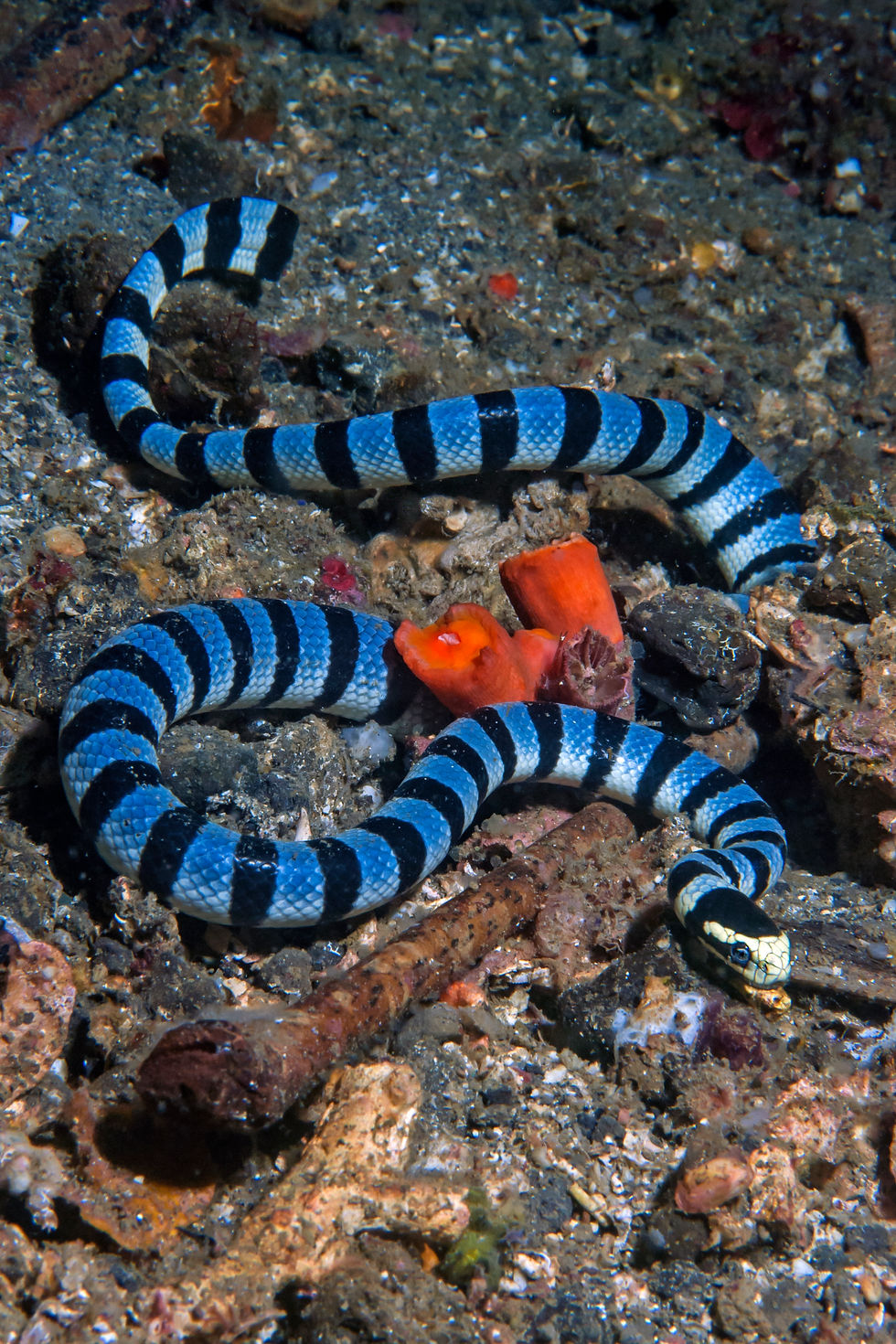 Dive into Raja