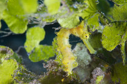 Yellow Thorny Seahorse