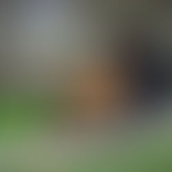 Proces zrębowania gałęzi