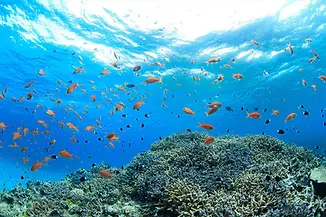 fish.webp