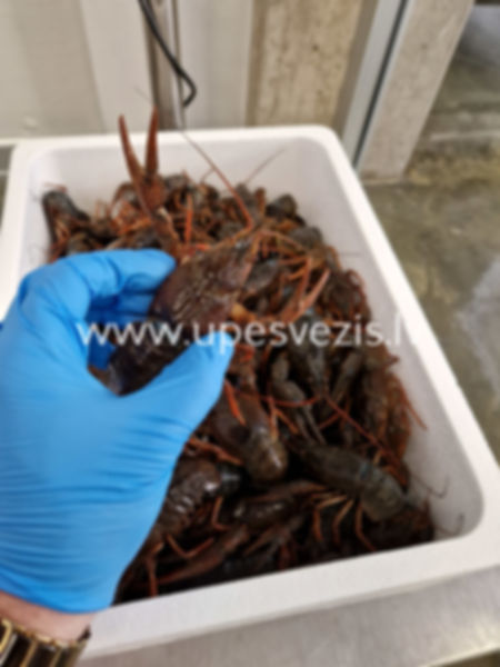 Šaurspīļi Crayfish babies 1kg/40-60 pcs