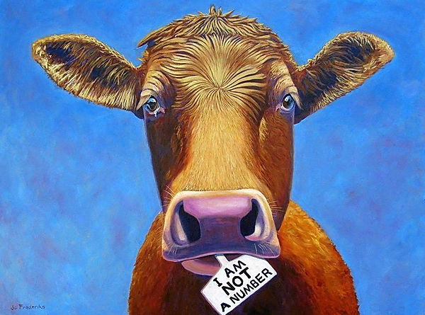 A Nice cow with a tittle, I am not a number By Murwillumbah Jo Frederiks