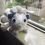 Thumbnail: Alolan Vulpix