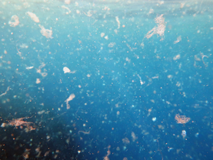 Da “mare nostrum” a “mare plasticum”