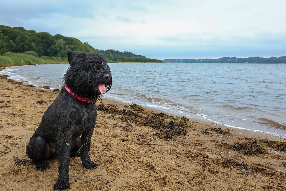 A black dog with her tongue sticking out sits on the left side of the image on a beach with waves coming up towards her.