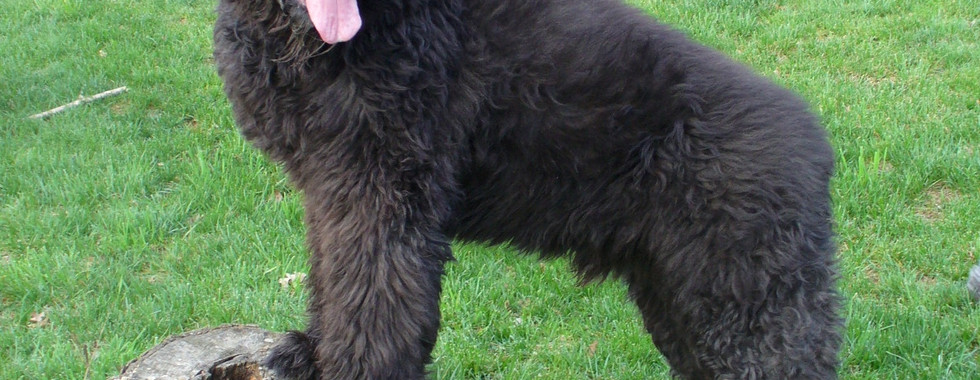 Charlie a large brindle Bouvier Des Flandres puts his two front feet on an old tree stump while looking at the camera. 