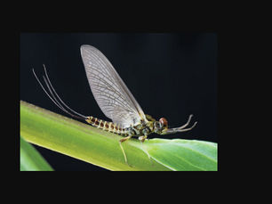 Bug of the Week: The Green Mayfly A Tiny Life with a Big Lesson