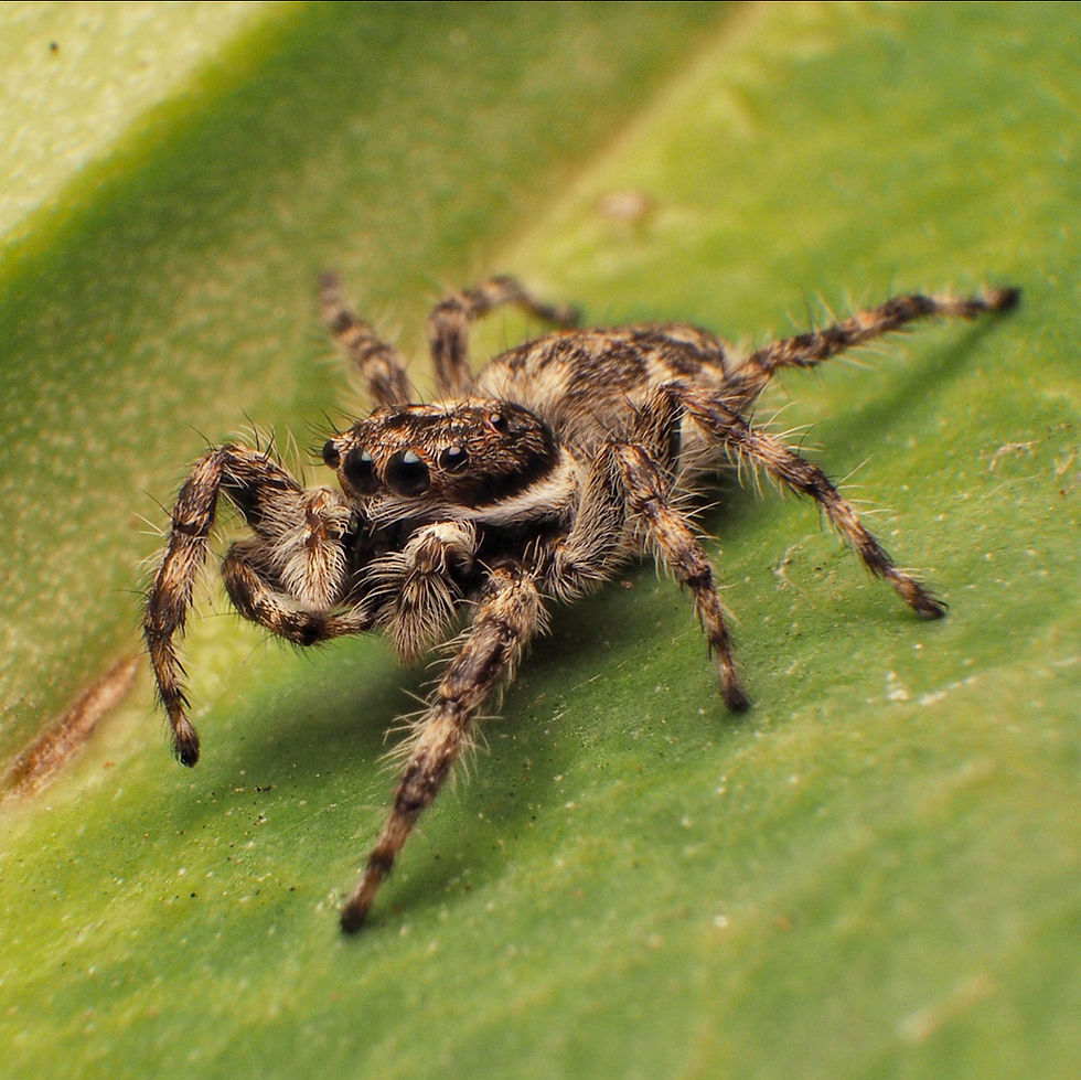 🕷️ Bug of the Week: Spiders!